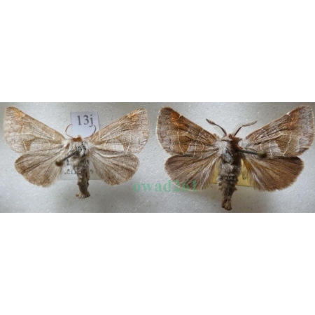 Clostera pigra (Hufnagel, 1766) pair Wzjeżka spalica Czech13j